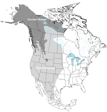 Grizzly Bear Distribution NA Historical